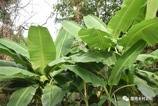 梓山万亩富硒蔬菜基地（梓山蔬菜基地门票多少）-硒宝网