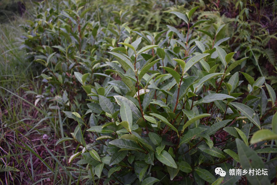 梓山万亩富硒蔬菜基地（梓山蔬菜基地门票多少）-硒宝网