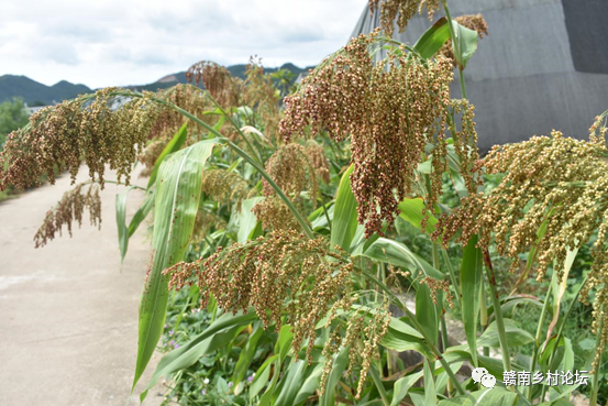 梓山万亩富硒蔬菜基地（梓山蔬菜基地门票多少）-硒宝网