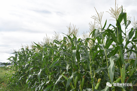 梓山万亩富硒蔬菜基地（梓山蔬菜基地门票多少）-硒宝网
