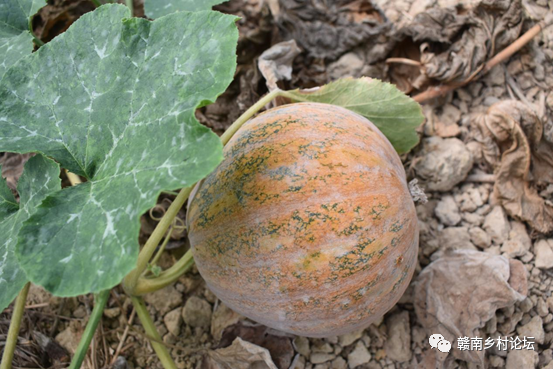 梓山万亩富硒蔬菜基地（梓山蔬菜基地门票多少）-硒宝网