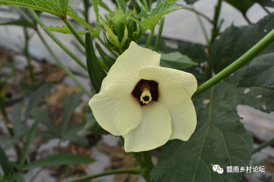 梓山万亩富硒蔬菜基地（梓山蔬菜基地门票多少）-硒宝网