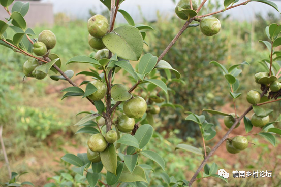 梓山万亩富硒蔬菜基地（梓山蔬菜基地门票多少）-硒宝网