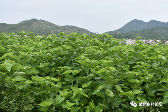 梓山万亩富硒蔬菜基地（梓山蔬菜基地门票多少）-硒宝网
