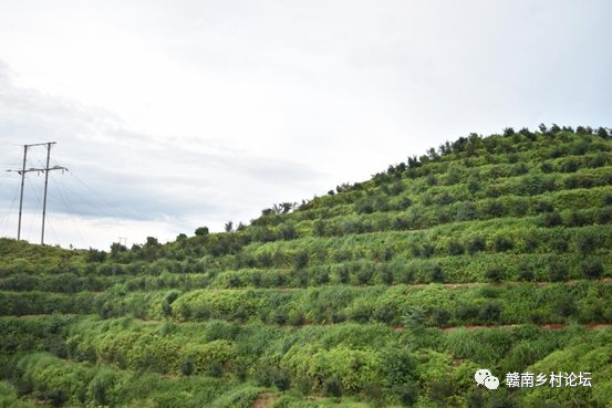 梓山万亩富硒蔬菜基地（梓山蔬菜基地门票多少）-硒宝网