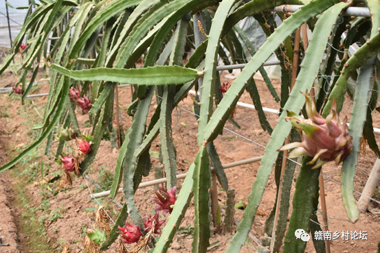 梓山万亩富硒蔬菜基地（梓山蔬菜基地门票多少）-硒宝网