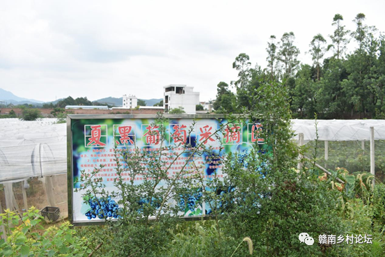 梓山万亩富硒蔬菜基地（梓山蔬菜基地门票多少）-硒宝网