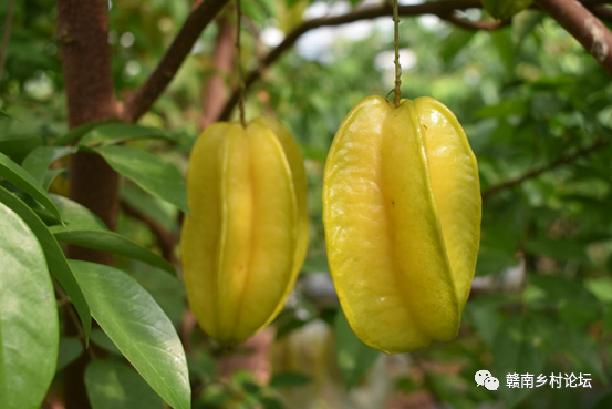 梓山万亩富硒蔬菜基地（梓山蔬菜基地门票多少）-硒宝网
