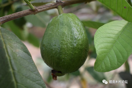 梓山万亩富硒蔬菜基地（梓山蔬菜基地门票多少）-硒宝网