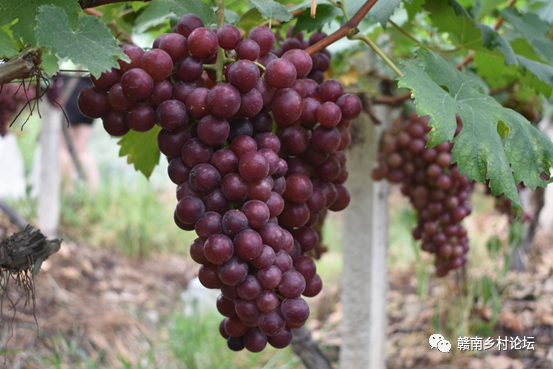 梓山万亩富硒蔬菜基地（梓山蔬菜基地门票多少）-硒宝网