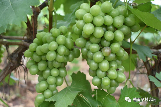 梓山万亩富硒蔬菜基地（梓山蔬菜基地门票多少）-硒宝网