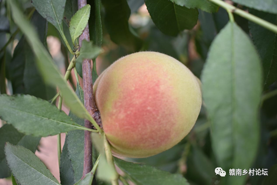 梓山万亩富硒蔬菜基地（梓山蔬菜基地门票多少）-硒宝网