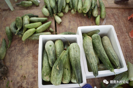 梓山万亩富硒蔬菜基地（梓山蔬菜基地门票多少）-硒宝网