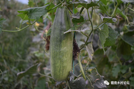 梓山万亩富硒蔬菜基地（梓山蔬菜基地门票多少）-硒宝网