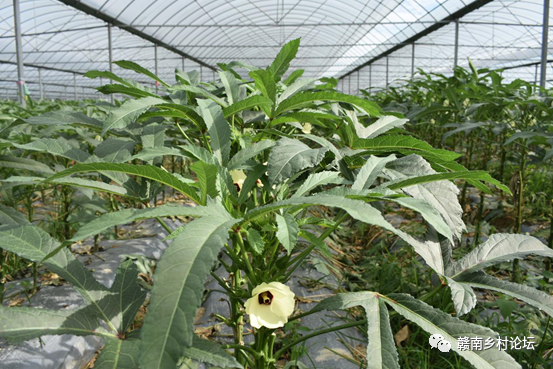 梓山万亩富硒蔬菜基地（梓山蔬菜基地门票多少）-硒宝网