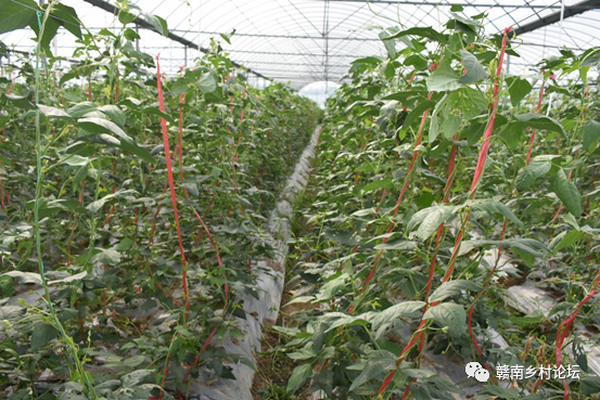 梓山万亩富硒蔬菜基地（梓山蔬菜基地门票多少）-硒宝网