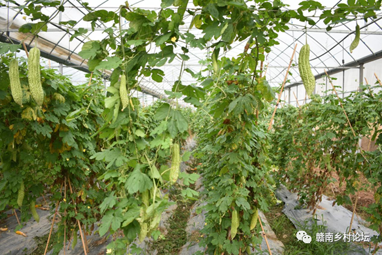 梓山万亩富硒蔬菜基地（梓山蔬菜基地门票多少）-硒宝网