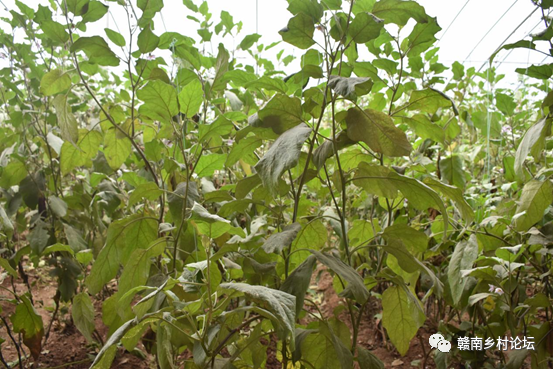 梓山万亩富硒蔬菜基地（梓山蔬菜基地门票多少）-硒宝网