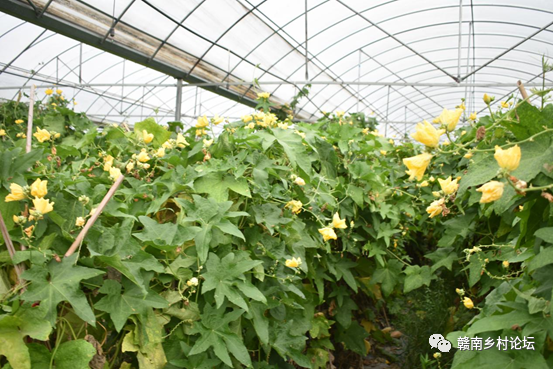 梓山万亩富硒蔬菜基地（梓山蔬菜基地门票多少）-硒宝网