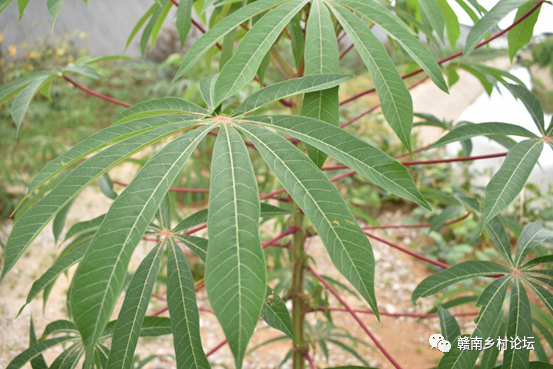 梓山万亩富硒蔬菜基地（梓山蔬菜基地门票多少）-硒宝网