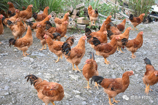 梓山万亩富硒蔬菜基地（梓山蔬菜基地门票多少）-硒宝网