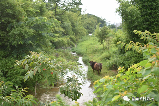 梓山万亩富硒蔬菜基地（梓山蔬菜基地门票多少）-硒宝网