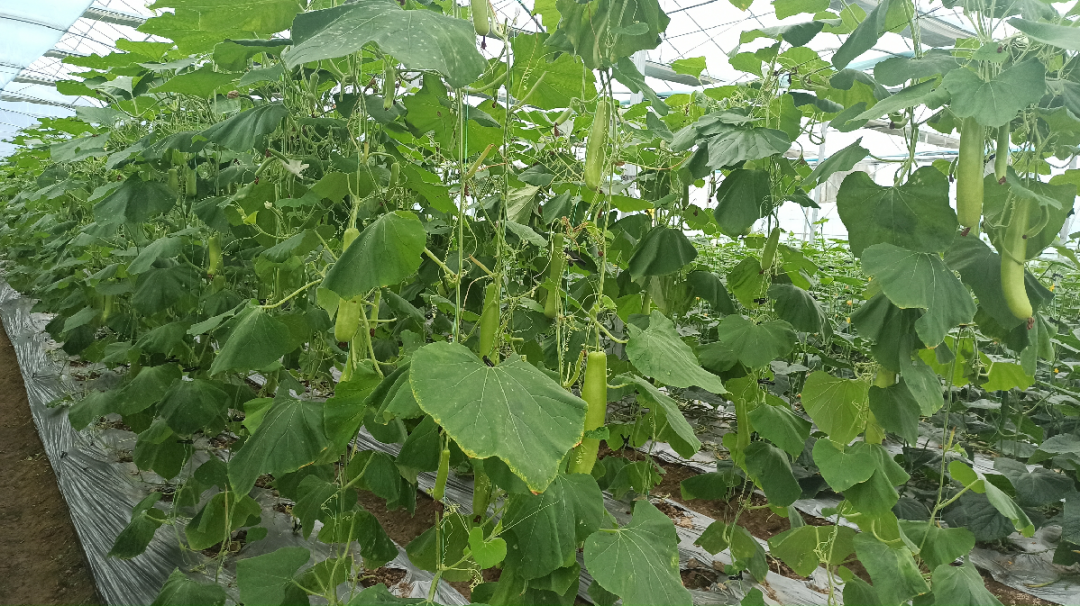 于都潭头富硒蔬菜市场（于都富硒蔬菜产业园）-硒宝网