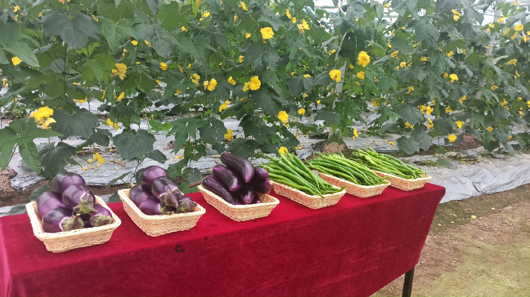 于都潭头富硒蔬菜市场（于都富硒蔬菜产业园）-硒宝网