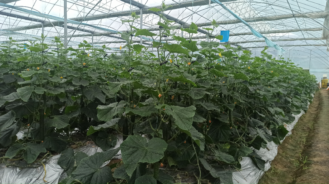 于都潭头富硒蔬菜市?。ㄓ诙几晃卟瞬翟埃?硒宝网