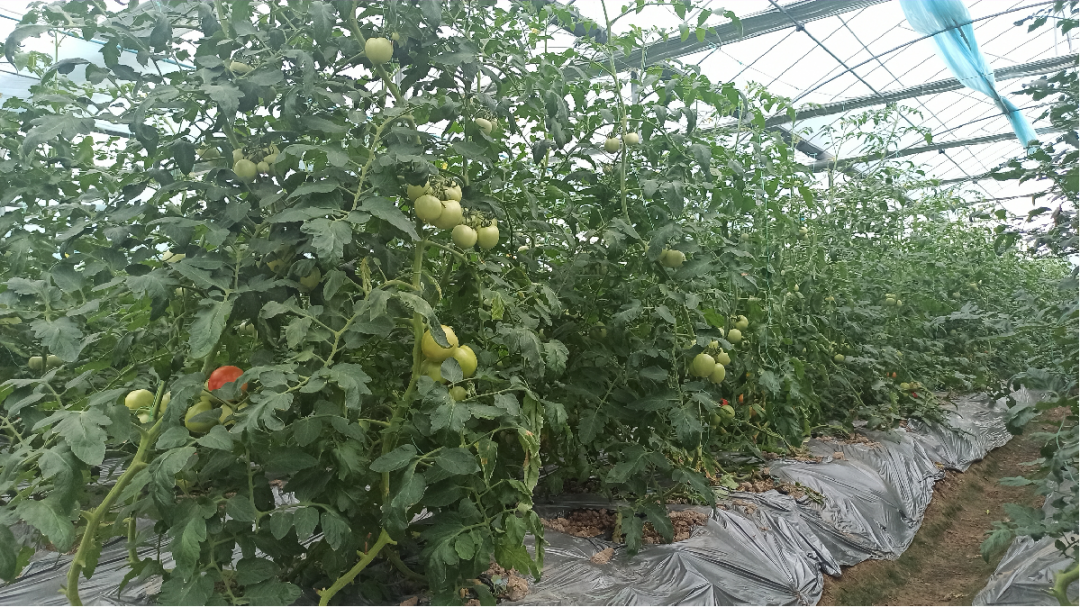 于都潭头富硒蔬菜市?。ㄓ诙几晃卟瞬翟埃?硒宝网