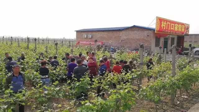 如何种出富硒蔬菜种子(富硒蔬菜种植技术)-硒宝网