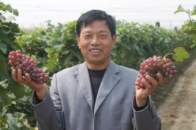 如何种出富硒蔬菜种子(富硒蔬菜种植技术)-硒宝网