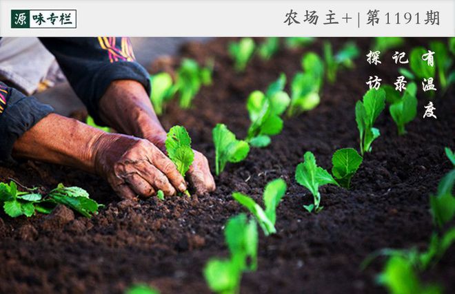 如何种出富硒蔬菜种子（蔬菜种子种富硒出苗多少天）-硒宝网