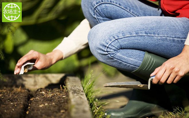 如何种出富硒蔬菜种子（蔬菜种子种富硒出苗多少天）-硒宝网