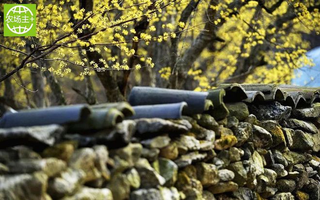 如何种出富硒蔬菜种子（蔬菜种子种富硒出苗多少天）-硒宝网