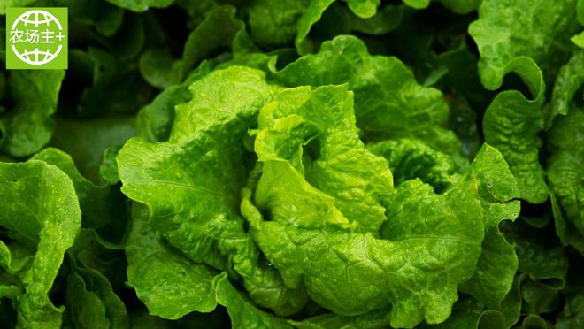 如何种出富硒蔬菜种子（蔬菜种子种富硒出苗多少天）-硒宝网