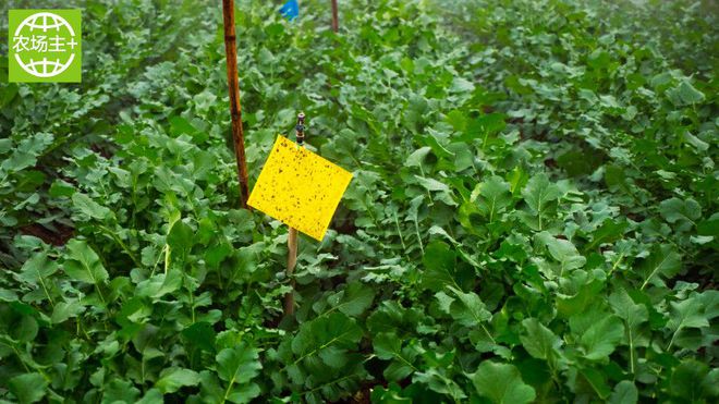 如何种出富硒蔬菜种子（蔬菜种子种富硒出苗多少天）-硒宝网