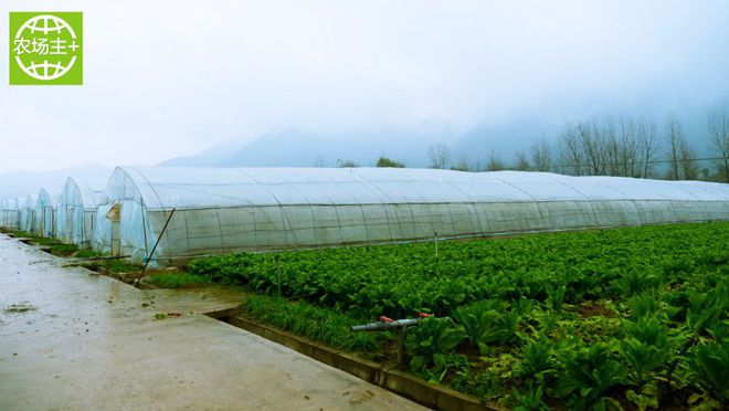 如何种出富硒蔬菜种子（蔬菜种子种富硒出苗多少天）-硒宝网