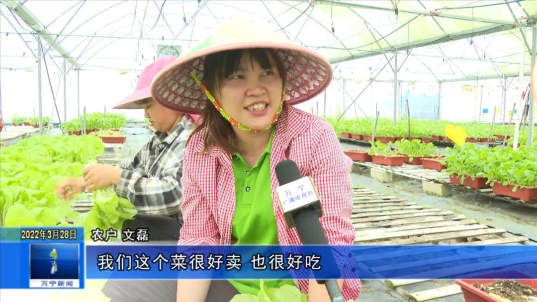 富硒有机蔬菜市场价格(万亩富硒蔬菜基地)-硒宝网