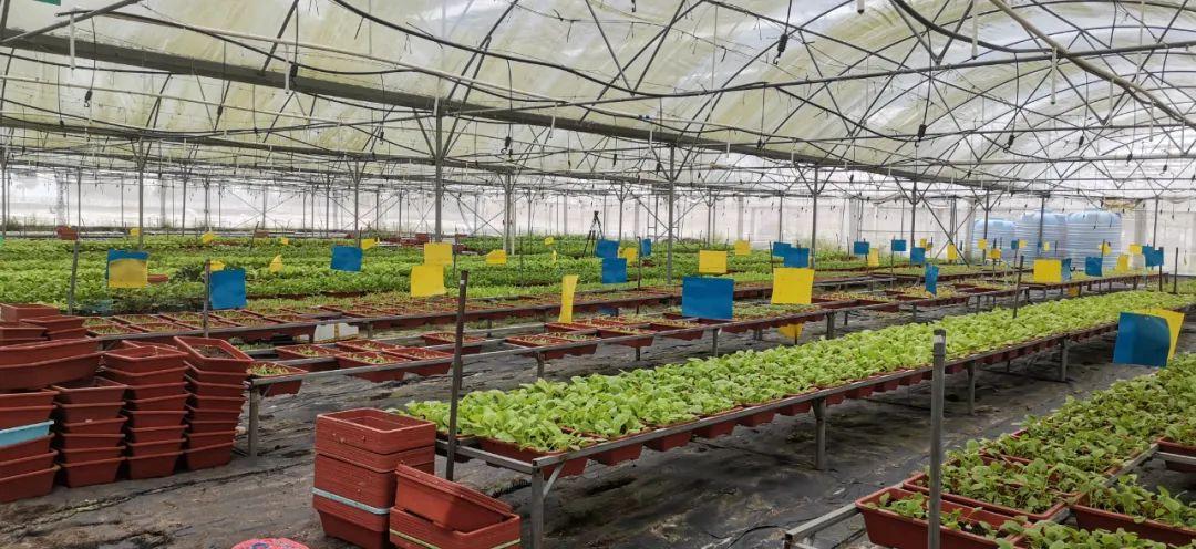 富硒有机蔬菜市场价格(万亩富硒蔬菜基地)-硒宝网