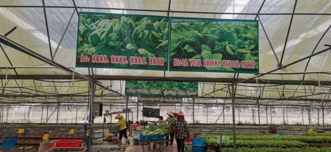 富硒有机蔬菜市场价格(万亩富硒蔬菜基地)-硒宝网