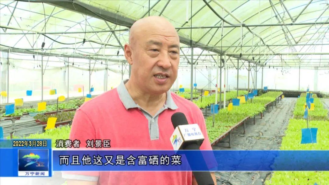 富硒有机蔬菜市场价格(万亩富硒蔬菜基地)-硒宝网