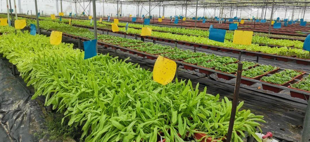 富硒有机蔬菜市场价格(万亩富硒蔬菜基地)-硒宝网