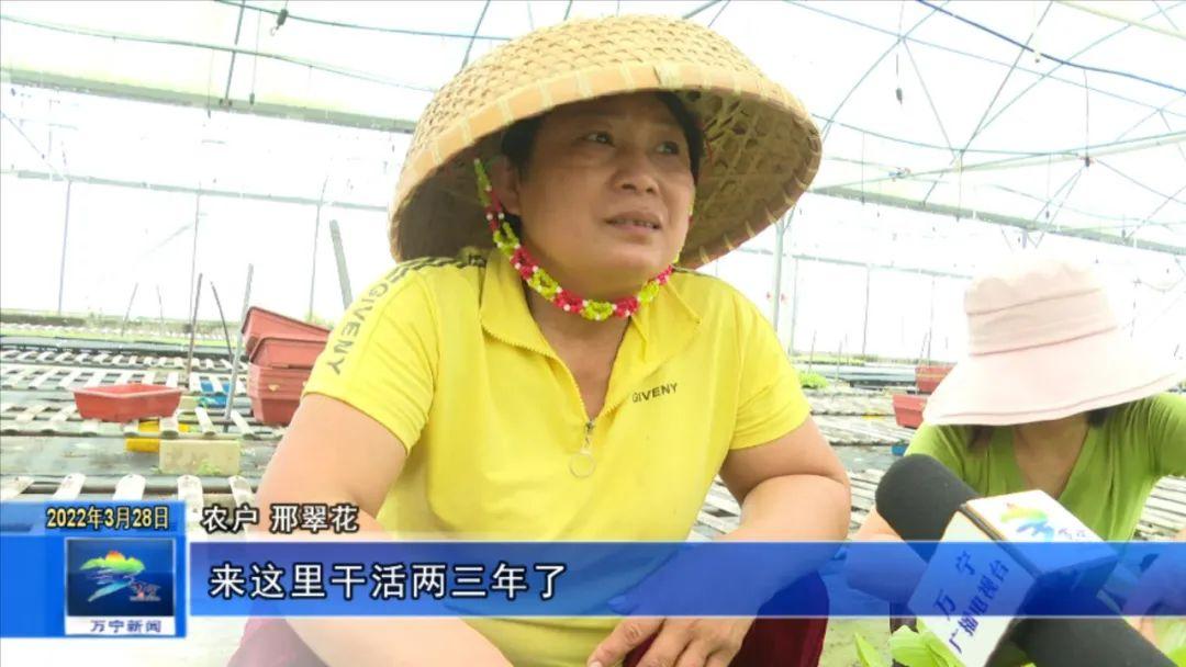 富硒有机蔬菜市场价格(万亩富硒蔬菜基地)-硒宝网