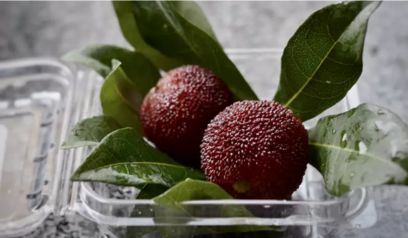 富硒青梅水果长什么样（青梅水果请问有什么作用）-硒宝网