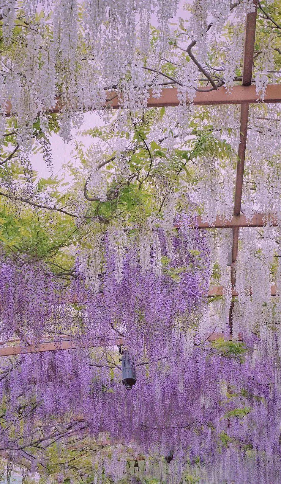 玉黛湖富硒水果价格表（玉黛湖滑雪）-硒宝网