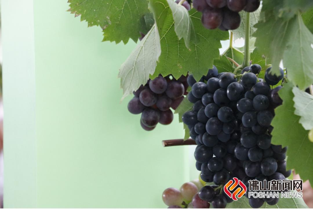 富硒水果   采摘节（富硒水果的标准是多少）-硒宝网