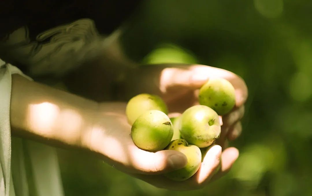 富硒青梅水果长什么样（青梅果对人身体好不好）-硒宝网