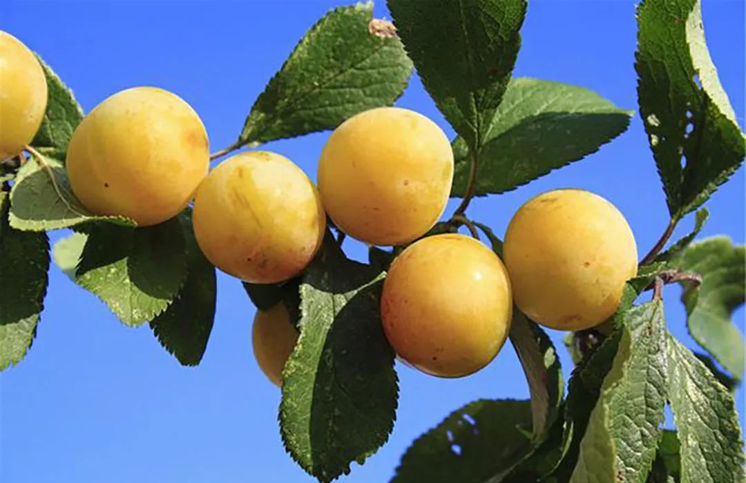 富硒青梅水果长什么样（青梅果对人身体好不好）-硒宝网