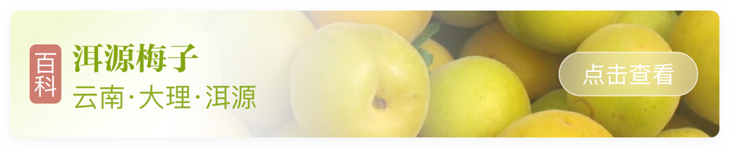 富硒青梅水果长什么样（青梅果对人身体好不好）-硒宝网